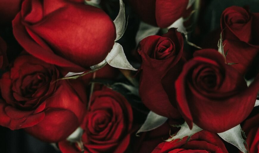 Bouquet de roses rouges, symbole des attentions excessives du love bombing
